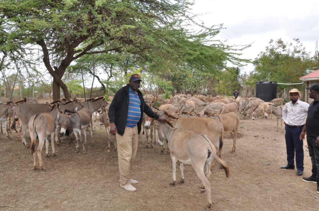 86 Donkeys Seized, Three Arrested in Fresh Crackdown on Illegal Slaughter Trade in Kitui